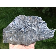 Corynepteris angustissima